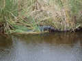 080110-alligator2.JPG